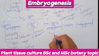 EmbryogenesisPlant tissue cultureBsc and MSc botany topic planttissueculture [upl. by Trebuh357]