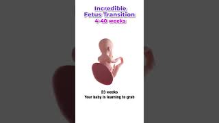 Week by week fetal development pregnany week drtanya [upl. by Carling]