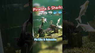 Piranha vs Sharks Fish🦈🦈🦈🦈🐟🐟🐟🐟 Aquarium plz Like amp Subscribe [upl. by Pozzy]