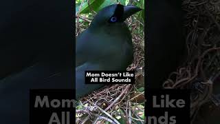 Bird Sounds Around Nest Made Mom Very Anxious – Asian Treepie Regurgitates Feed to Hungry Baby [upl. by Acceber779]