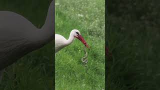 The white stork eating a dice snake shortvideo birds wildlife snake storkbird [upl. by Ecirtahs95]