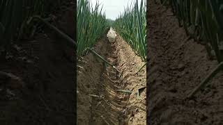 Farm Watering Technique farming agriculture satisfying oldlysatisfying trendingviral shorts [upl. by Floria]