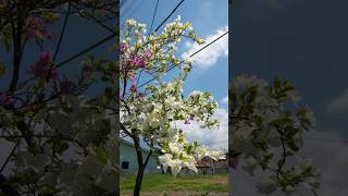 purple white flower sky and clouds [upl. by Notsua]