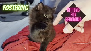 Fostering Young Kittens for Rehoming  Theyd love your attention [upl. by Haiel912]