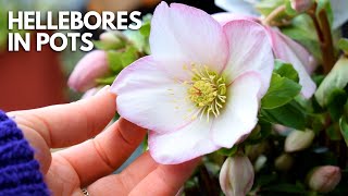 Growing Hellebores In Pots For The First Time Complete Care Guide  Balconia Garden [upl. by Reese839]