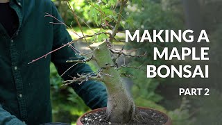 Making a Maple Bonsai [upl. by Annert980]