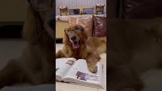 Test goldenretriever viralvideo trending funny fun shorts shortvideos comedy dogdoglover [upl. by Akenom]