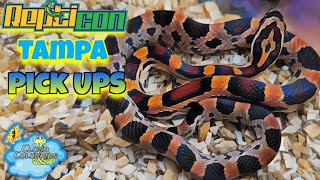 Repticon Tampa 2024 Pick Ups We bought so many snakes [upl. by Draper869]