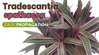 Tradescantia spathacea tricolor  Two best ways to propagate [upl. by Ahsiekit]