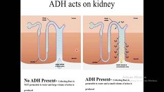 Lec7 Mechanisms of excreting diluted amp concentrated urine [upl. by Imugem908]