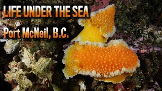 Life Under The Sea  Port McNeill  BC [upl. by Hacker]