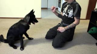 Training a Wolfdog Puppy to Sit Lay Roll Over Give Paw amp Touch [upl. by Sharyl]