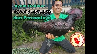 Ayam Bekisar Juara Nasional si KOPI LANANG [upl. by Lolly151]