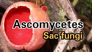 Ascomycetes  Sac Fungi CBSE NCERT NEET Medical Entrance [upl. by Haleeuqa]