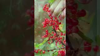 RED CURRANT NUTRITIONAL INFORMATION [upl. by Akelam]