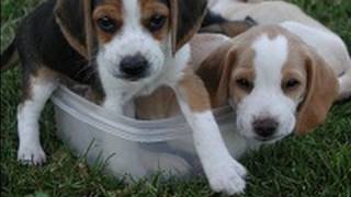 Beagle puppies barking at each other [upl. by Neel]