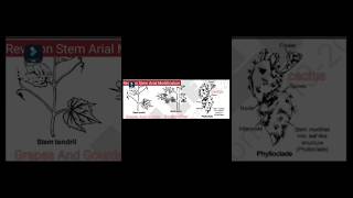 Arial Stem Modification  Revison Botany  Small Step revisions  Thorn  Phylloclade [upl. by Waxler]