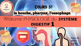 cours S1 Anatomie PHYSIOLOGIE du SYSTÈME DIGESTIF 1 📚شرح مبسط وشامل 🩺📚🩺ispitscours anatomy [upl. by Trebuh17]