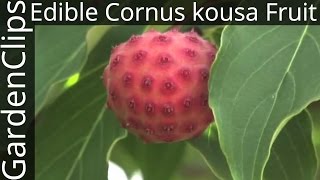 Edible Cornus kousa fruit  Edible fruit of Korean or Japanese Dogwood [upl. by Himelman]