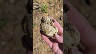 Ammonite at Lake Texoma fossil ammonite rockhounding shorts fyshorts [upl. by Niac]