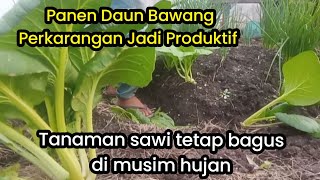 Perawatan Tanaman SAWI TOMATPanen Daun Bawang Di Perkarangan [upl. by Togram]