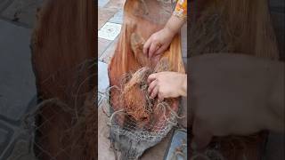 Making palm tree sheaths planter A wonderful and rewarding experience [upl. by Prosper931]