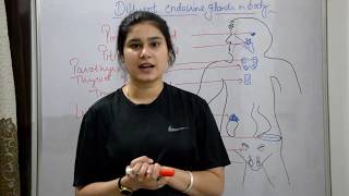 Endocrine system anatomy amp physiology in hindi  glands  functions  locations  structure [upl. by Cand]