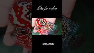 Chilli red flowerhorn fish flowerhorn hobby best trending shorts aquarium telugu vizag and [upl. by Kampmeier807]