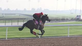 Dubaï World Cup  entraînements des chevaux [upl. by Alvira]