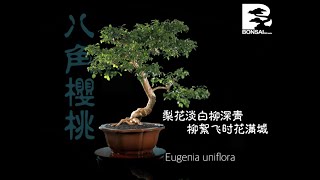 Eugenia Uniflora ｜ Surinam Cherry ｜ 八角樱桃 004 [upl. by Glasgo]