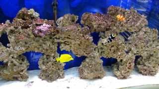 How to refugium vs canister filter in saltwater tank the update [upl. by Fachini300]