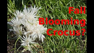 Fall Blooming Crocus and Colchicum [upl. by Ailisab]