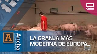 La granja de cerdos más moderna de Europa está en Belinchón  Ancha Es CastillaLa Mancha [upl. by Grace]