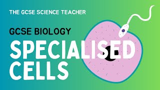 GCSE Biology Lesson 2 Specialised Cells AQA OCR Edexcel [upl. by Stets]