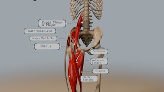 Understanding Hip Flexion Anatomy Muscles and Range of Motion [upl. by Roehm]