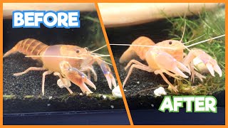 CRAYFISH MOLTING  HOW TO CARE [upl. by Alodi649]