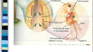 Phylum Porifera and Cnidaria [upl. by Annaillil362]