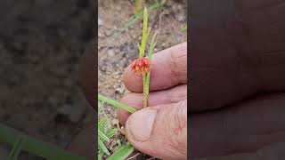 Allamanya nodiflora nature garden Flora Foraging Herb [upl. by Lewellen]