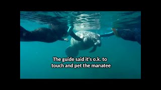 The TRUTH about Swim with Manatees tours in Crystal River Florida [upl. by Ainna]