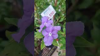 Impatiens Wallerina amp Brunfelsia Latifolia impatiens flores chennai madrid [upl. by Baal]