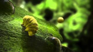 Tardigrade Facts [upl. by Harper]