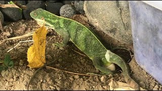 Rare Footage Fiji Banded Iguana Laying Egg and Escort It to the Deep Brachylophus fasciatus [upl. by Enerahs765]