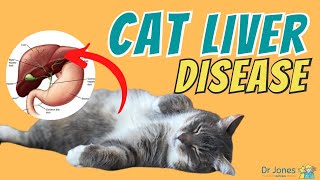 Liver Disease In Cats Hepatic Lipidosis [upl. by Wayne]