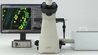 Fluorescence Lifetime Imaging FLIM with the frequency domain pco flim system [upl. by Wes771]