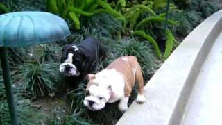 Black and fawn English Bulldog puppies [upl. by Ahsikin883]