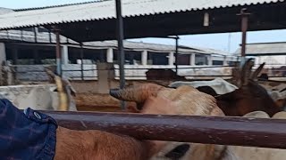 गौशाला SGbhakti cowvideos cowfarm [upl. by Nawotna]