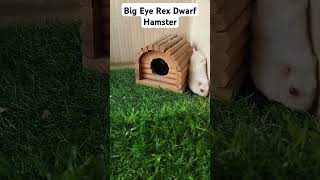 Big Eye Rex Dwarf Hamster cute hamstershortvideo pets dwarfhamster shortvideo [upl. by Allerbag315]