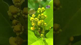 মাখন ধরবে এখন গাছে quotপিনাট বাটার গাছquot Peanut Butter Plant krisokerdorpon agriculture butter [upl. by Eelram]