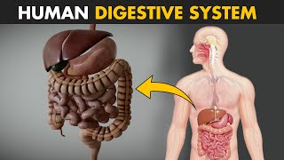 Human Digestive System  How it works  Its parts and functions [upl. by Alleunam]