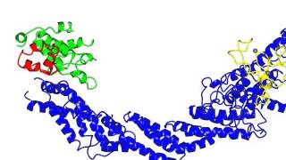 SCF E3 Ubiquitin Ligase Complex [upl. by Nauqe]